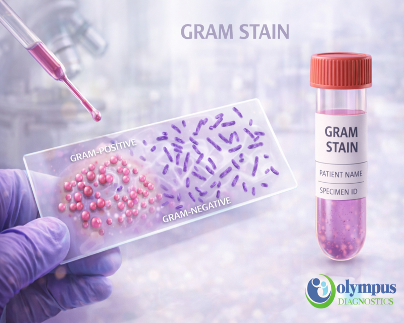 GRAM STAIN